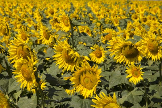 beautiful sunflowers field on a bright summer sunny day