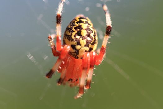 Marbled Orb Weaver Spider female in early fall