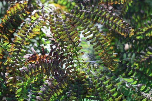 Fern Plant in early fall in park