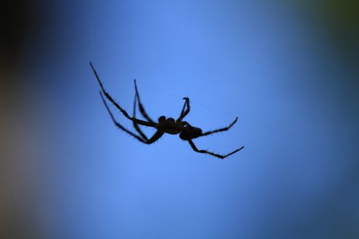 Marbled Orb Weaver Spider male on web in early fall