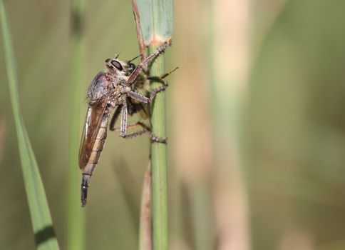 Robber Fly with prey Bumblebee in early fall