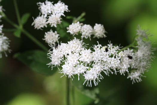 White Snakeroot Flower in early fall light