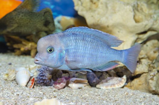 One beautiful blue fish floats in the aquarium