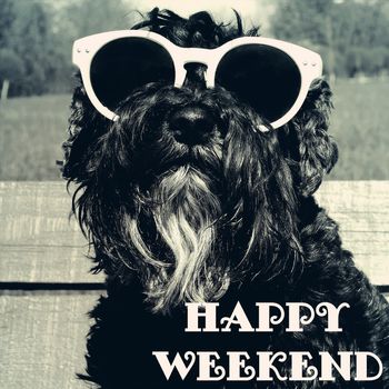 Dog in sunglasses with text quote: Happy weekend