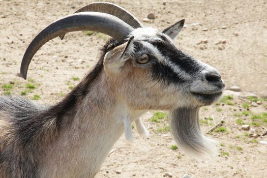 Brown goat close up portrait from the farm