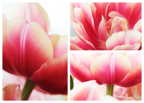 Beautiful close up macro photo of tulip collage