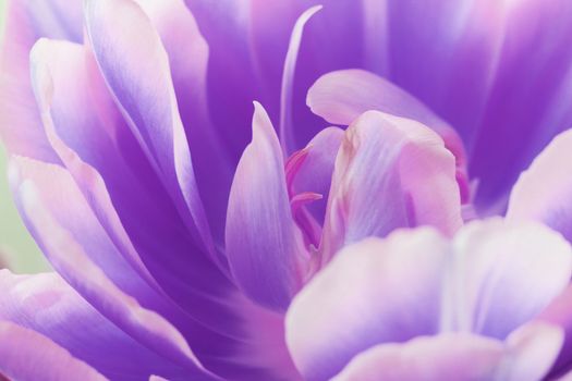 Beautiful close up macro photo of tulip