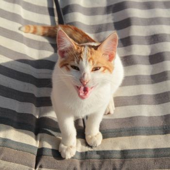 Nice white and red kitten with open mouth in a smile