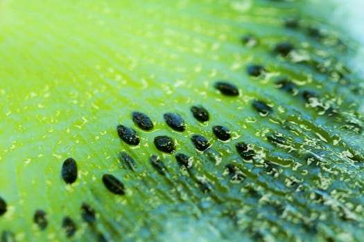 Kiwi bright juicy close up macro photo