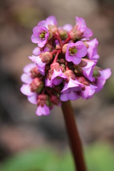 Purple flowers beautiful close up macro photo