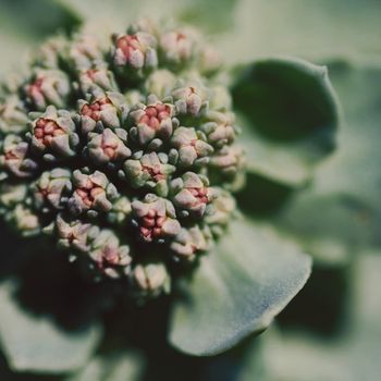 Succulent flowers blossom close up macro photo