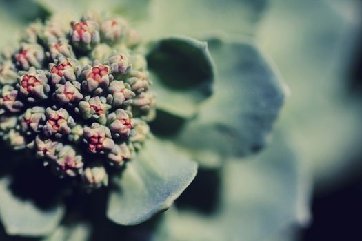 Succulent flowers blossom close up macro photo