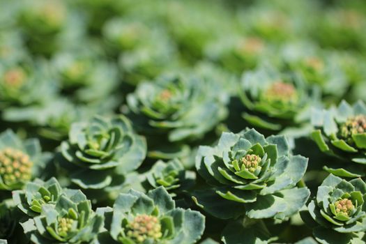 Succulent flowers blossom close up macro photo