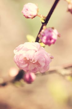 Almond pink flowers blossom close up macro photo