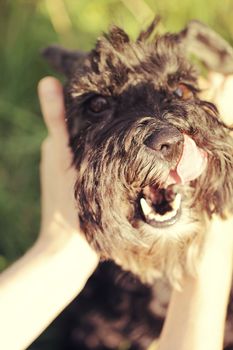 Funny black dog miniature schnauzer close up portrait