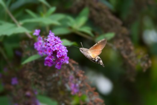 Hummingnird Hawk-moth, Macroglossum stellatarum, feeding on nectar from purple buddleia flower.