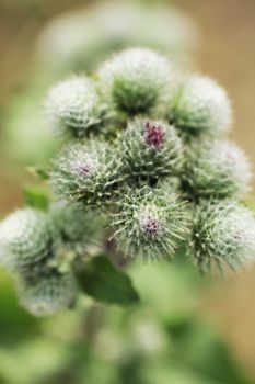 Agrimony or burdock wild blooming plant close up macro photo