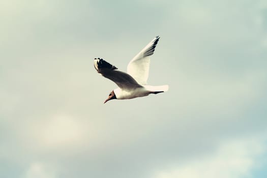 Gull bird flying in the sky beautiful photo