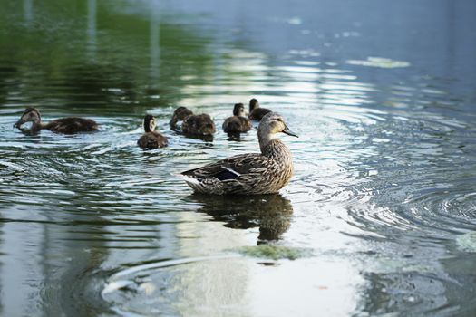 Wild duck bird in the lake or pond beautifull photo