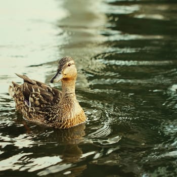 Wild duck bird in the lake or pond beautifull photo