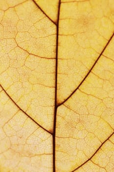 Leaf macro close up photo texture background of yellow color