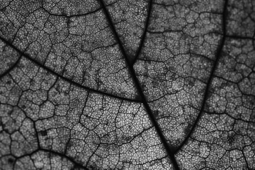 Leaf macro close up photo texture background black and white