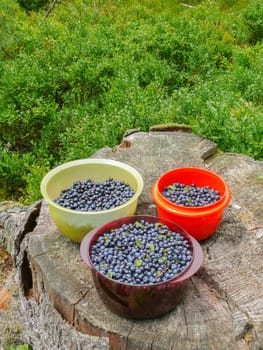 three lueberries in pots, jag, on the wooden stump.