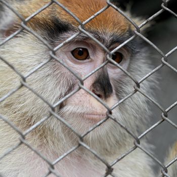Sad monkey portrait in cage at zoo