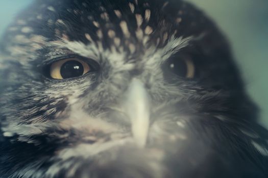 Little owl bird close up animal portrait photo