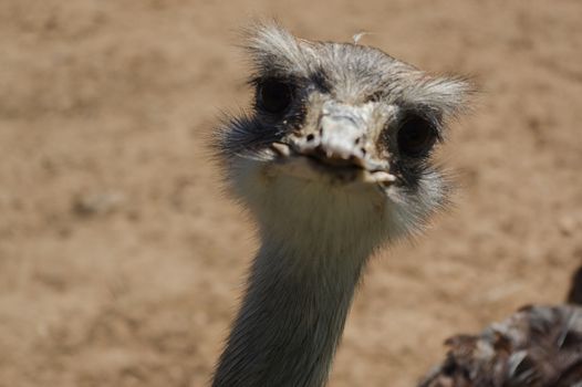 a ostrich head closeup, funny face of a strauss