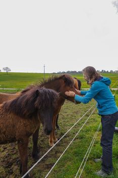 man speaking with horses on a meadow at summer time