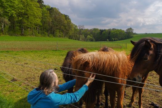 man speaking with horses on a meadow at summer time