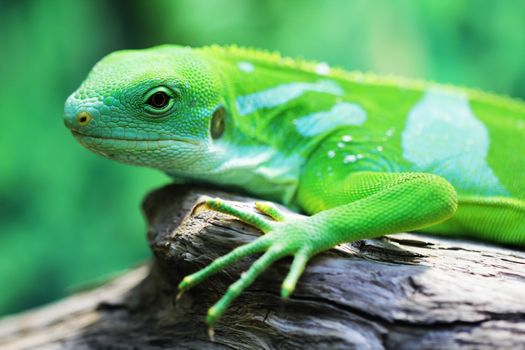 Lizard close up macro animal portrait photo