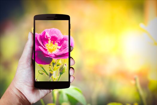 Modern mobile phone in the hand,on blur background image 