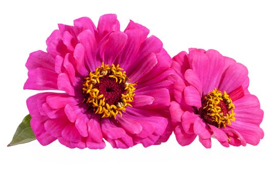 Flowers of pink zinnia isolated on white background, close up