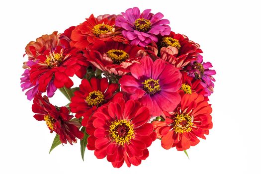 Bouquet of red and pink Zinnia  flowers on white background.
