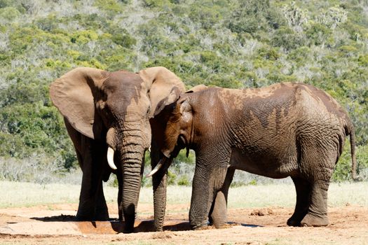 Two male African Bush Elephants standing at the watering hole with a close up of the veins in its ears