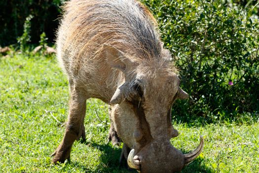 Close up view of a warthog - Pumba eating grass in the field.