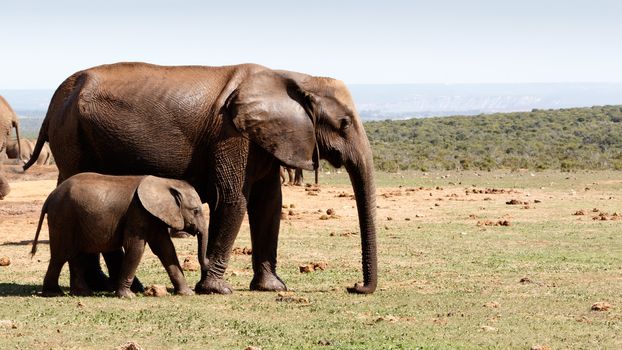 Baby elephant walking with his mother after bathing at the watering hole.