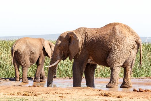 A hot day at Addo Elephant National Park - Huge African Bush Elephants taking a bath.