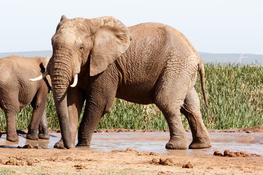 African Bush Elephant - Standing and striking a pose at the watering hole in Addo Elephant National Park.