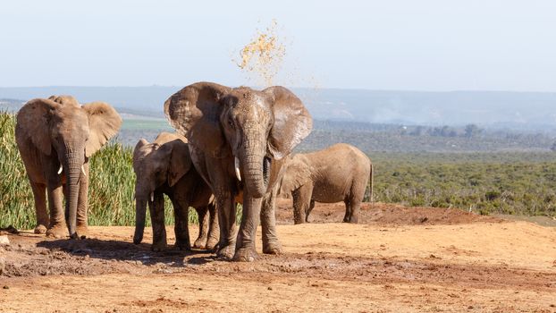 African Bush Elephant having a mud bath in Addo Elephant National Park.