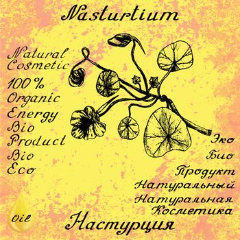 Nasturtium hand drawn sketch botanical illustration. Vector illustation. Medical herbs. Lettering in English and Russian languages. Grunge background. Oil drop