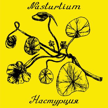 Nasturtium hand drawn sketch botanical illustration. Vector illustation. Medical herbs. Lettering in English and Russian languages
