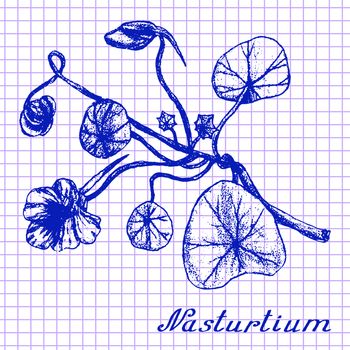 Nasturtium. Botanical drawing on exercise book background. Vector illustration. Medical herbs