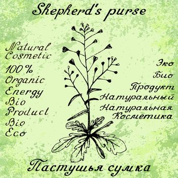 Shepherd's purse hand drawn sketch botanical illustration. Vector illustation. Medical herbs. Lettering in English and Russian languages. Grunge background. Oil drop