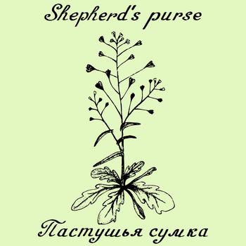 Shepherd's purse hand drawn sketch botanical illustration. Vector illustation. Medical herbs. Lettering in English and Russian languages