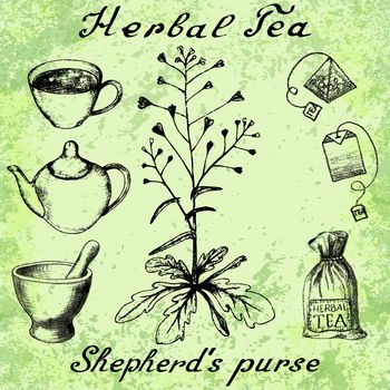 Shepherd's purse hand drawn sketch botanical illustration. Utensils for tea. Vector illustation. Medical herbs. Lettering in English and Russian languages. Grunge background