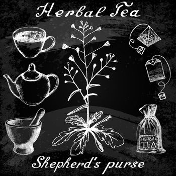 Shepherd's purse hand drawn sketch botanical illustration. Utensils for tea. Vector illustation. Medical herbs. Effect of chalk board. Grunge background