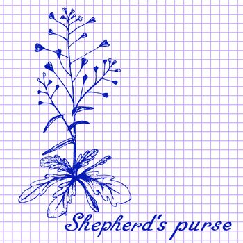 Shepherd's purse. Botanical drawing on exercise book background. Vector illustration. Medical herbs